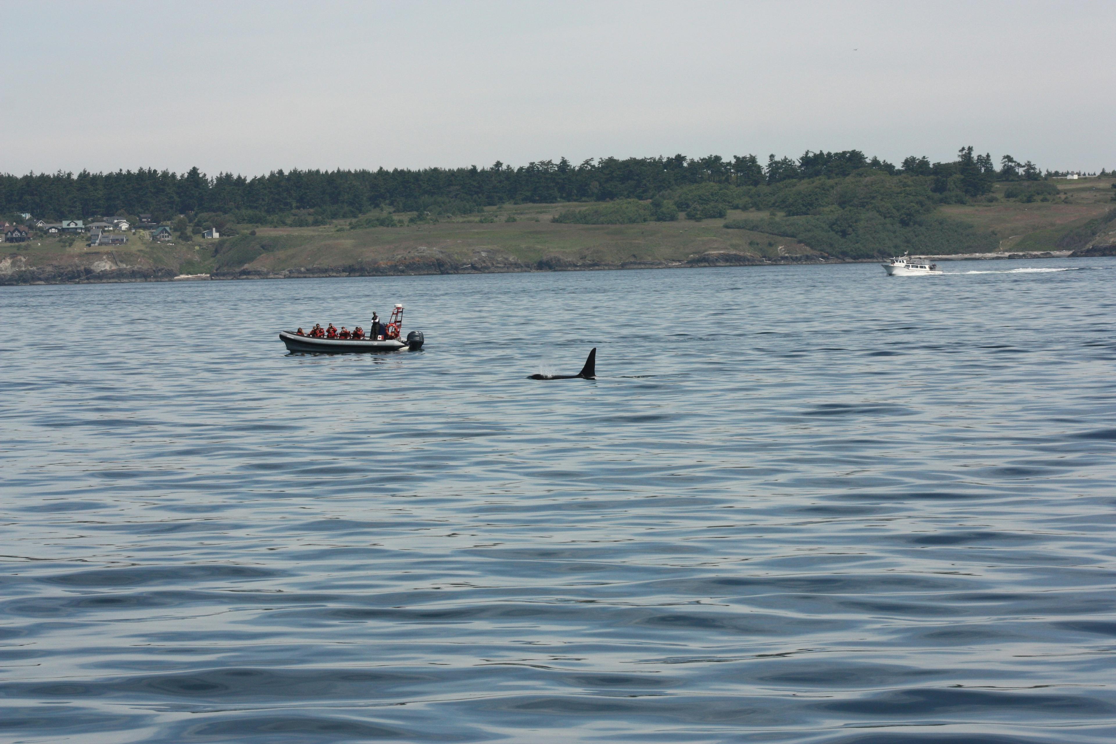 Blue whale surfacing near Newport Beach whale watching boat