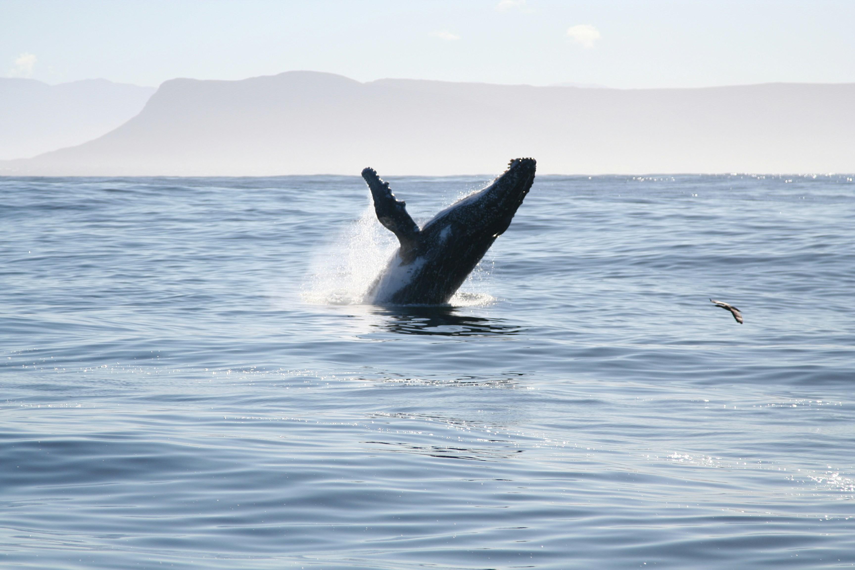 Humpback whale breaching near a whale watching boat off Newport Beach