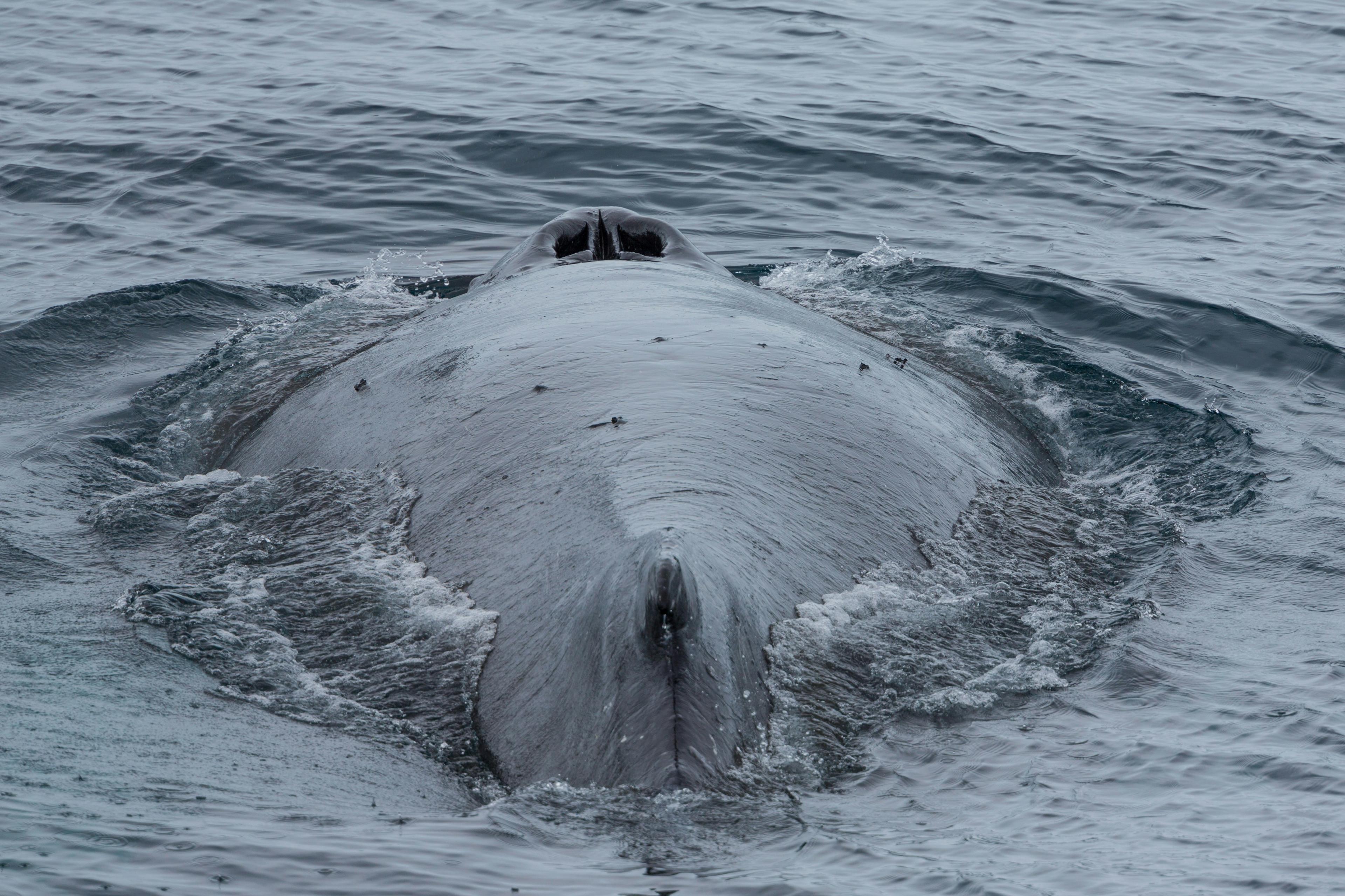 Gray whale surfacing near Newport Beach during winter migration with spray visible