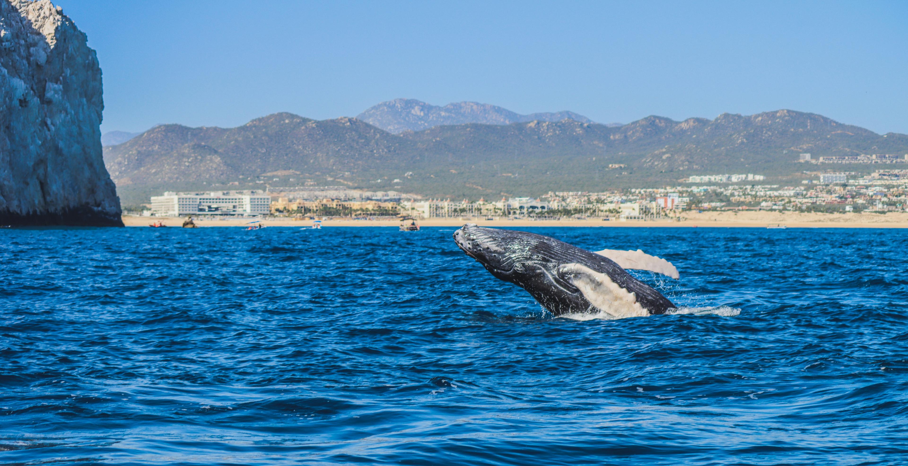 Humpback whale breaching in the Pacific Ocean off Newport Beach