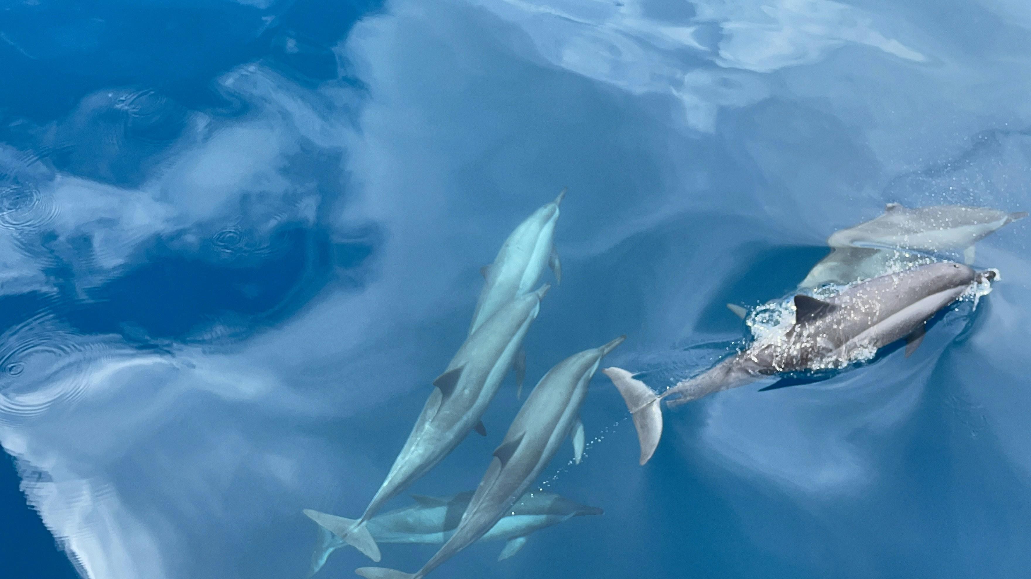 Pod of common dolphins leaping through the waves off Newport Beach on a whale watching tour