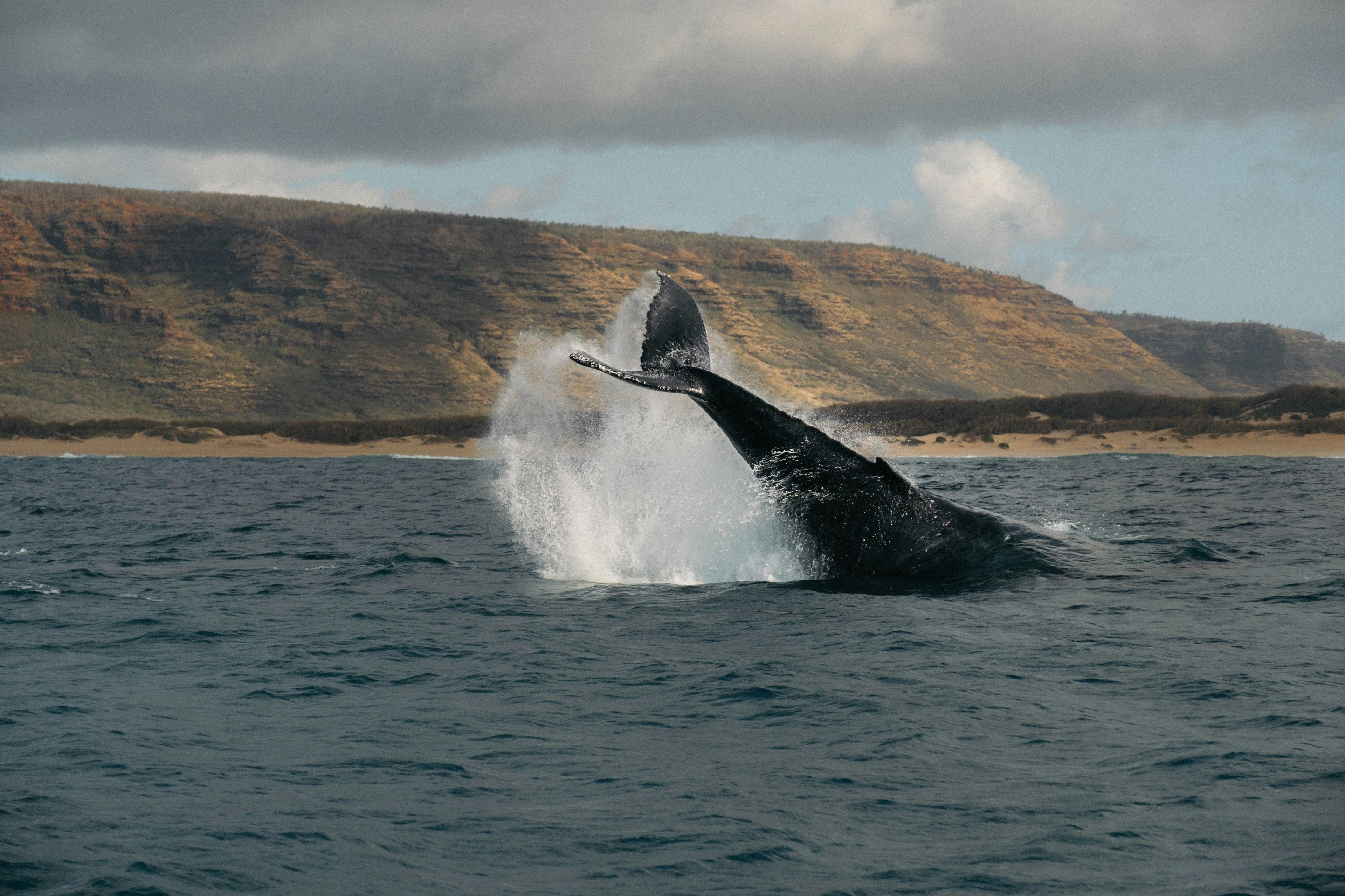 Humpback whale breaching in the Pacific Ocean off Newport Beach on a whale watching tour with the coastline visible